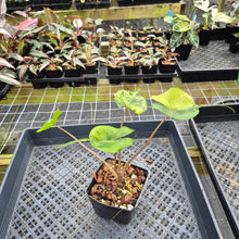 Load image into Gallery viewer, Alocasia Stingray aurea variegated exact plant, Fedex 2day*
