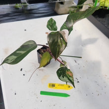 Load image into Gallery viewer, Philodendron Red Anderson, Exact Plant Ships Nationwide
