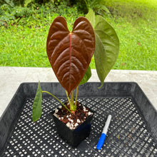 Load image into Gallery viewer, Anthurium Moodeanum x Veitchii, exact plant, Fedex 2day*
