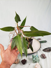 Load image into Gallery viewer, Mexicanum, exact plant, Philodendron, ships nationwide

