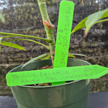 Load image into Gallery viewer, Pachira Aquatica Money Tree, Exact Plant Variegated Ships Nationwide
