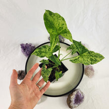 Load image into Gallery viewer, Syngonium Mojito, Exact Plant Variegated Ships Nationwide
