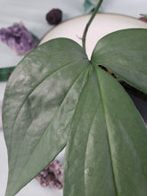 Load image into Gallery viewer, Amydrium Medium Silver, exact plant, sport-variegated, ships nationwide
