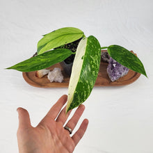 Load image into Gallery viewer, Philodendron Jose Buono, Exact Plant Variegated

