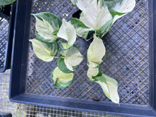 Load image into Gallery viewer, Pothos Manjula, Exact Plant variegated Ships Nationwide
