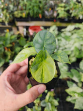 Load image into Gallery viewer, Alocasia Silver Dragon Aurea variegated 2.5" pot, Fedex 2day*
