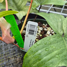 Load image into Gallery viewer, Philodendron Florida Ghost, Exact Plant Ships Nationwide
