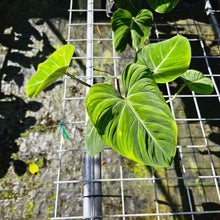 Load image into Gallery viewer, Philodendron Gloriosum, Pink Veined Back, Exact Plant Double plant pot
