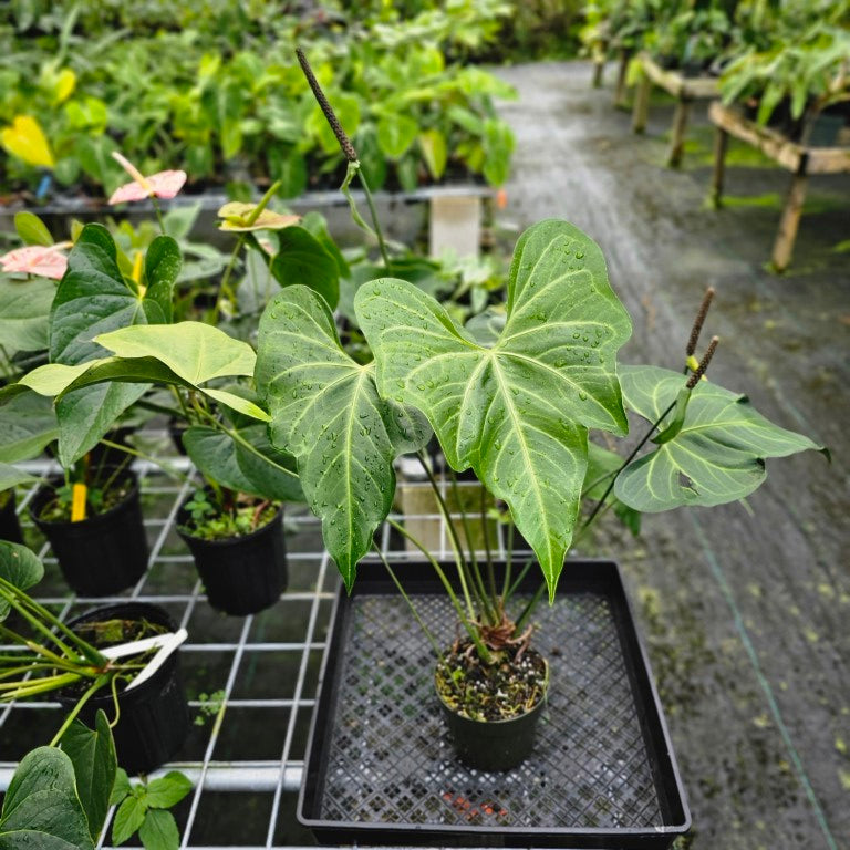 Anthurium Macrolobium, Exact Plant XXL flowering