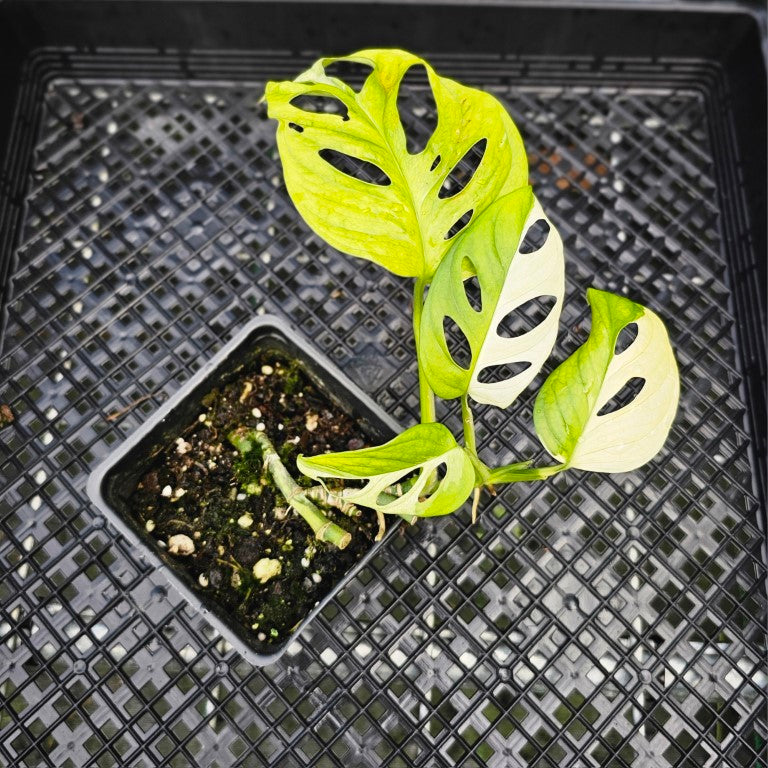 Monstera Adansonii Albo Tricolor, Exact Plant Variegated