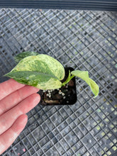 Load image into Gallery viewer, Scindapsus Jade Satin Marble Queen, Exact Plant Variegated Ships Nationwide
