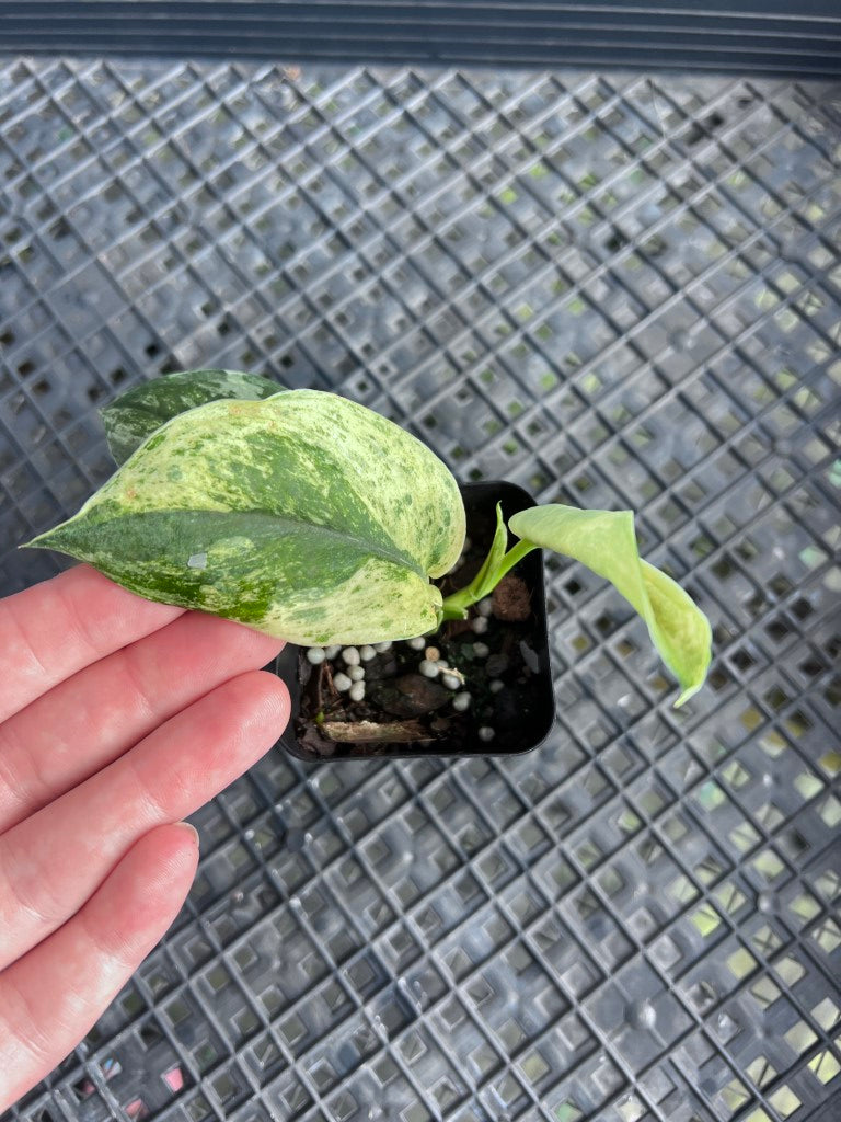 Scindapsus Jade Satin Marble Queen, Exact Plant Variegated Ships Nationwide