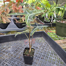 Load image into Gallery viewer, Alocasia sanderiana 'Nobilis' Aurea, Exact Plant Ships Nationwide
