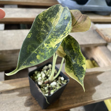 Load image into Gallery viewer, Alocasia Sedenii Aurea Variegated exact plant, Fedex 2day*
