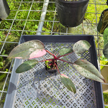 Load image into Gallery viewer, Philodendron Pink Princess, Exact Plant Variegated Ships Nationwide
