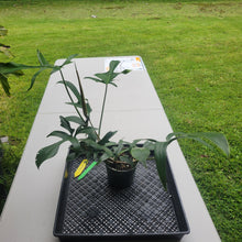 Load image into Gallery viewer, Philodendron Quercifolium x Pedatum, Exact Plant Ships Nationwide
