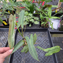 Load image into Gallery viewer, Philodendron Atabapoense, Exact Plant Ships Nationwide
