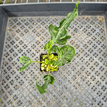 Load image into Gallery viewer, Alocasia Teletubbies 2.5" pot, Fedex 2day*
