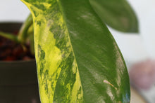 Load image into Gallery viewer, Variegated Philodendron Florida Beauty Exact Plant Ships nationwide
