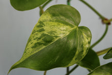 Load image into Gallery viewer, Variegated Philodendron Hederaceum Heart Leaf Exact Plant Ships nationwide
