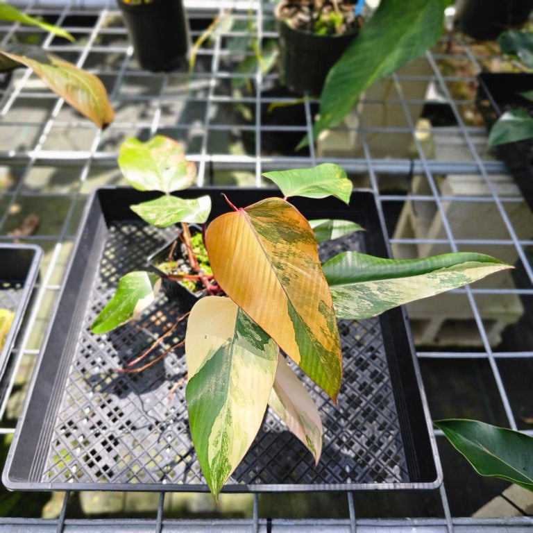 Philodendron Strawberry Shake, Exact Plant Variegated