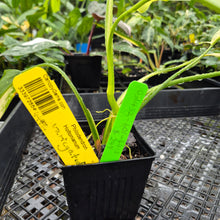 Load image into Gallery viewer, Philodendron Holtonianum Variegated, Exact Plant Ships Nationwide
