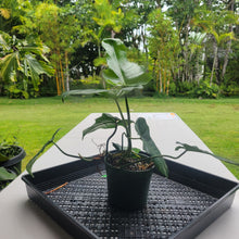 Load image into Gallery viewer, Philodendron Minarum 'Lime Fiddle', Exact Plant Ships Nationwide

