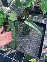 Load image into Gallery viewer, Philodendron Atabapoense Dark Form, Exact Plant Ships Nationwide
