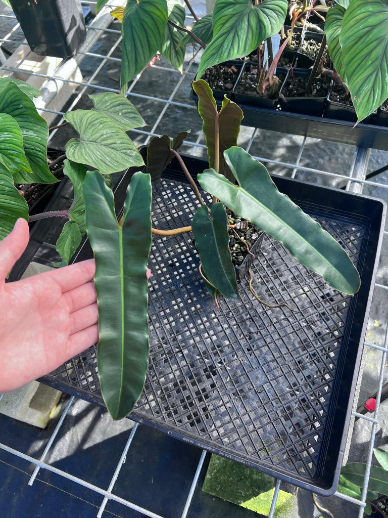 Philodendron Atabapoense Dark Form, Exact Plant Ships Nationwide