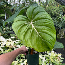Load image into Gallery viewer, Philodendron Pastazanum 6" pot, Fedex 2day
