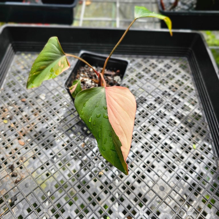 Homalomena Rubescens Pink Diamond, Exact Plant Variegated