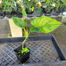 Load image into Gallery viewer, Philodendron Subhastatum, Exact Plant Variegated Ships Nationwide
