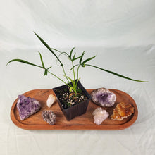 Load image into Gallery viewer, Philodendron Polypodoides 2.5&quot; Pot, Fedex 2 day*
