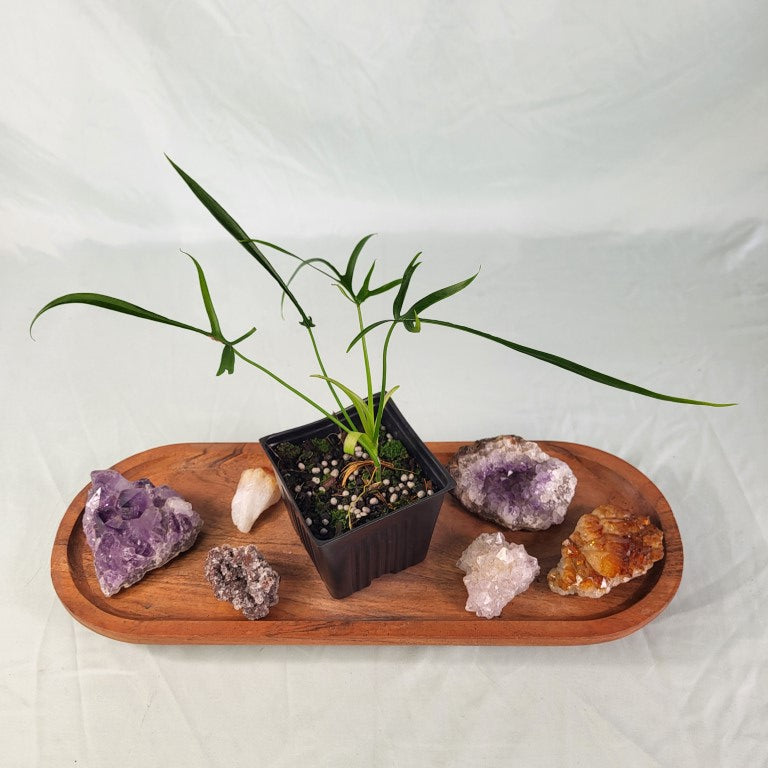 Philodendron Polypodoides 2.5