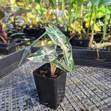 Load image into Gallery viewer, Alocasia polly pink variegated, Exact Plant Ships Nationwide.
