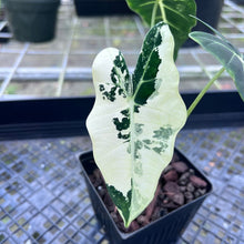 Load image into Gallery viewer, Alocasia Frydek, Exact Plant Variegated
