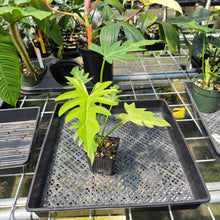 Load image into Gallery viewer, Philodendron Radiatum Aurea Variegated exact plant, Fedex 2day*

