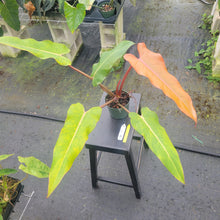 Load image into Gallery viewer, Philodendron Orange Marmalade, Exact Plant Ships Nationwide
