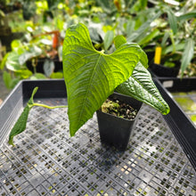 Load image into Gallery viewer, Anthurium Lappoanum, Exact Plant
