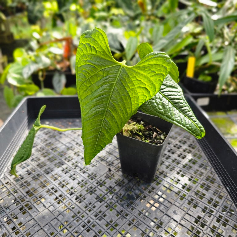 Anthurium Lappoanum, Exact Plant