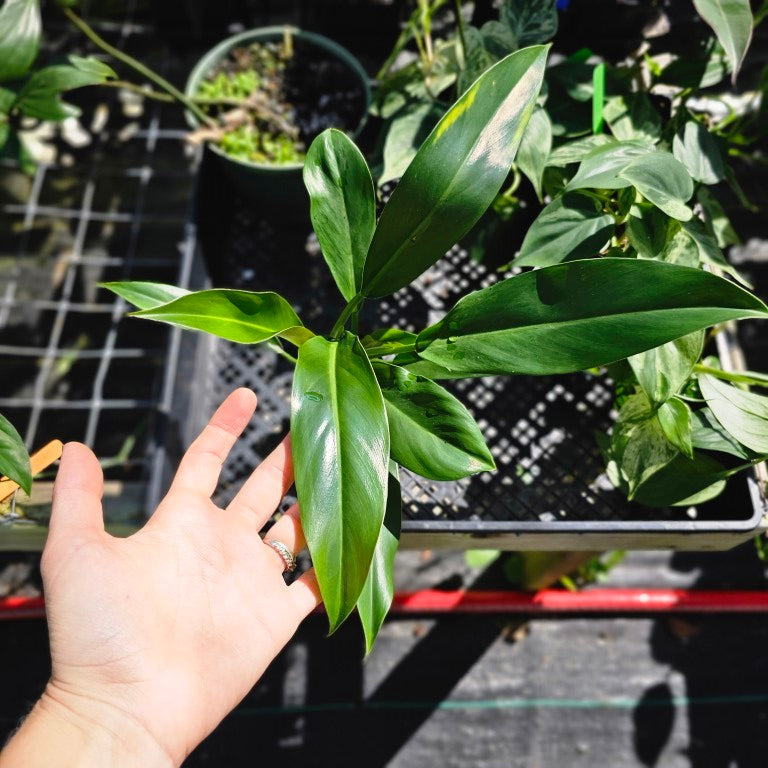 Philodendron Wend Imbe, Exact Plant Ships Nationwide