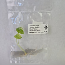 Load image into Gallery viewer, Alocasia Ninja Tricolor Splash, Black Velvet variegated tissue culture 2DayAir
