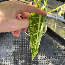 Load image into Gallery viewer, Alocasia Frydek Variegated exact plant, Fedex 2day
