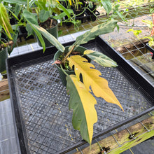 Load image into Gallery viewer, Philodendron Caramel Marble, Exact Plant Variegated Ships Nationwide
