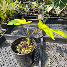 Load image into Gallery viewer, Philodendron Florida Beauty Variegated exact plant, Fedex 2day
