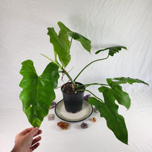 Load image into Gallery viewer, Philodendron Simmondsii, Exact Plant
