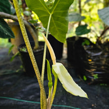 Load image into Gallery viewer, Alocasia Longiloba, Lowii, Argyreia, Exact Plant Large
