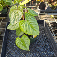 Load image into Gallery viewer, Philodendron Sodiroi True Form, Exact Plant Ships Nationwide

