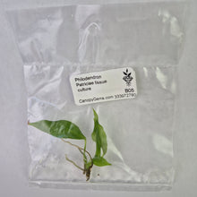 Load image into Gallery viewer, Philodendron Patriciae tissue culture 2DayAir
