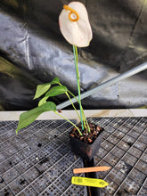 Load image into Gallery viewer, Anthurium Scherzerianum "Pig Tail", Exact Plant Speckled Ships Nationwide
